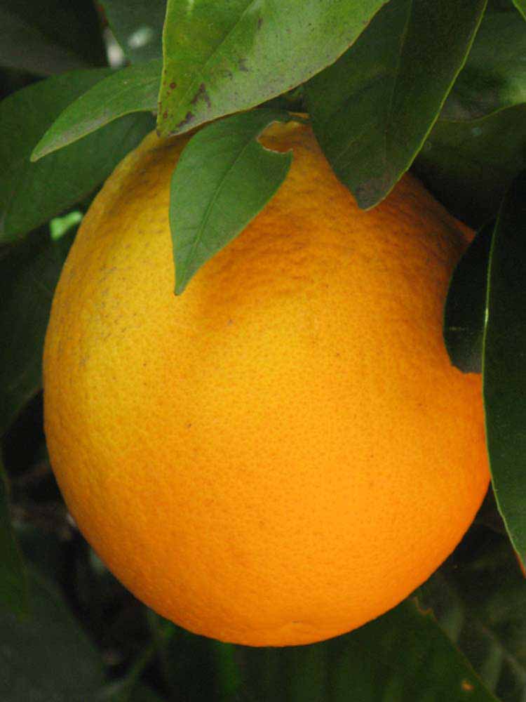            Fruit (Riverside, CA)   